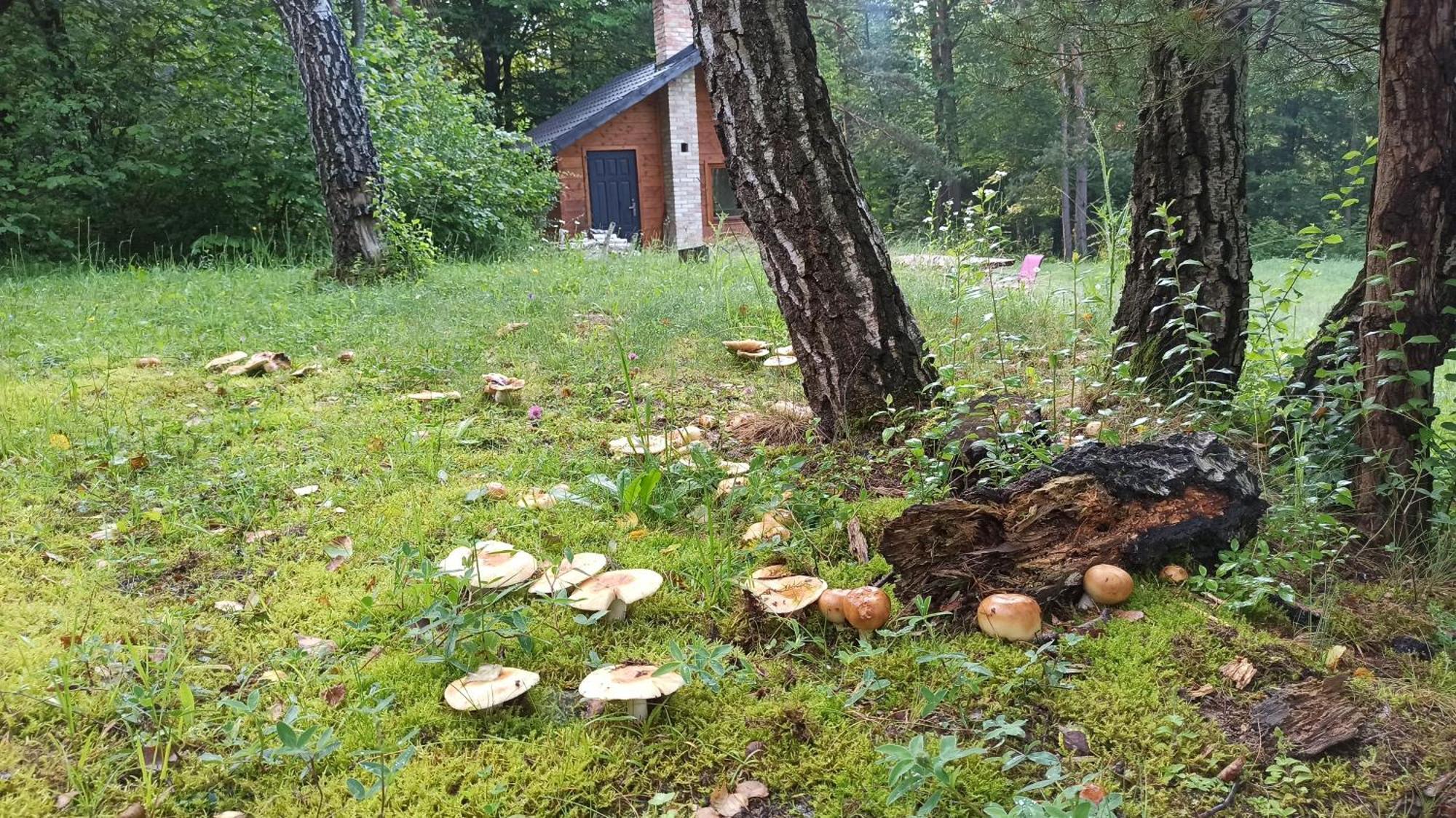 Survivalowa Chata W Lesie Bukowsko Exterior foto