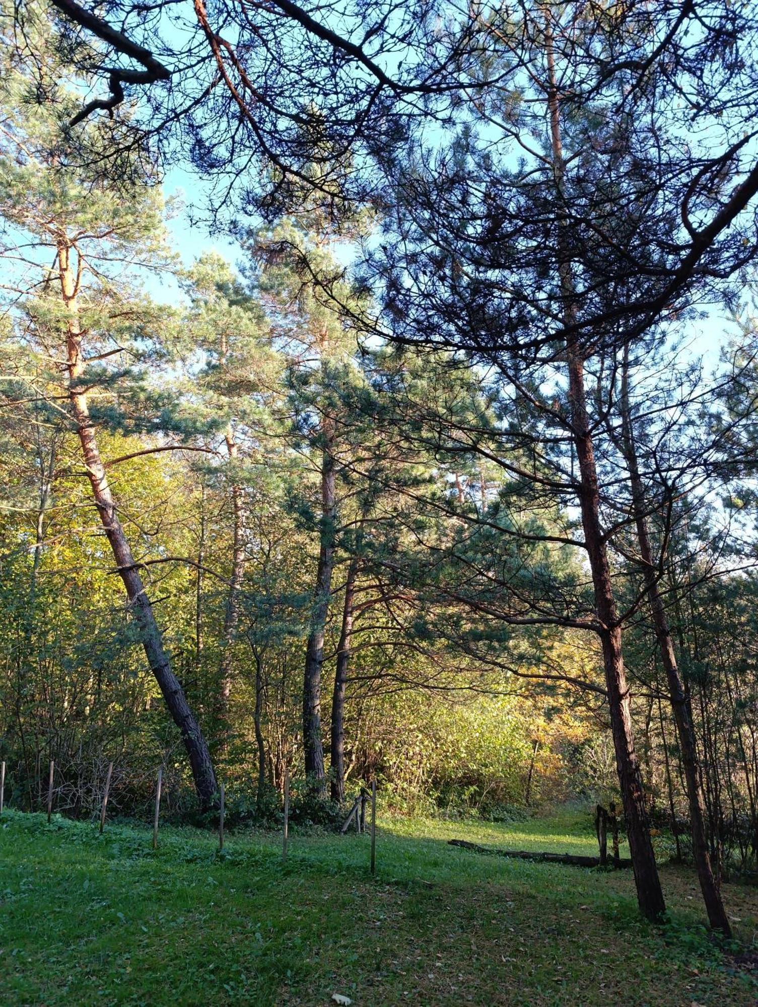 Survivalowa Chata W Lesie Bukowsko Exterior foto
